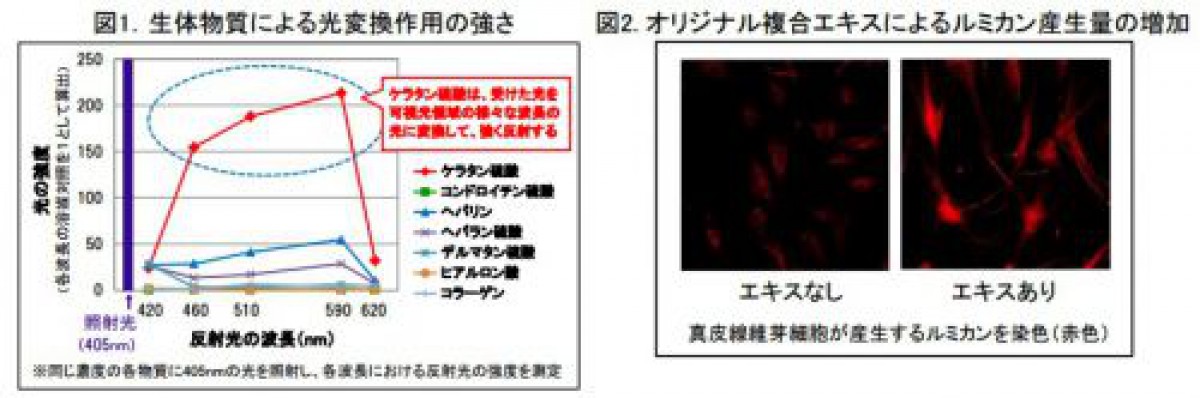 「ルミカン（ケラタン硫酸）」の光変換作用を発見 /ポーラ化成工業