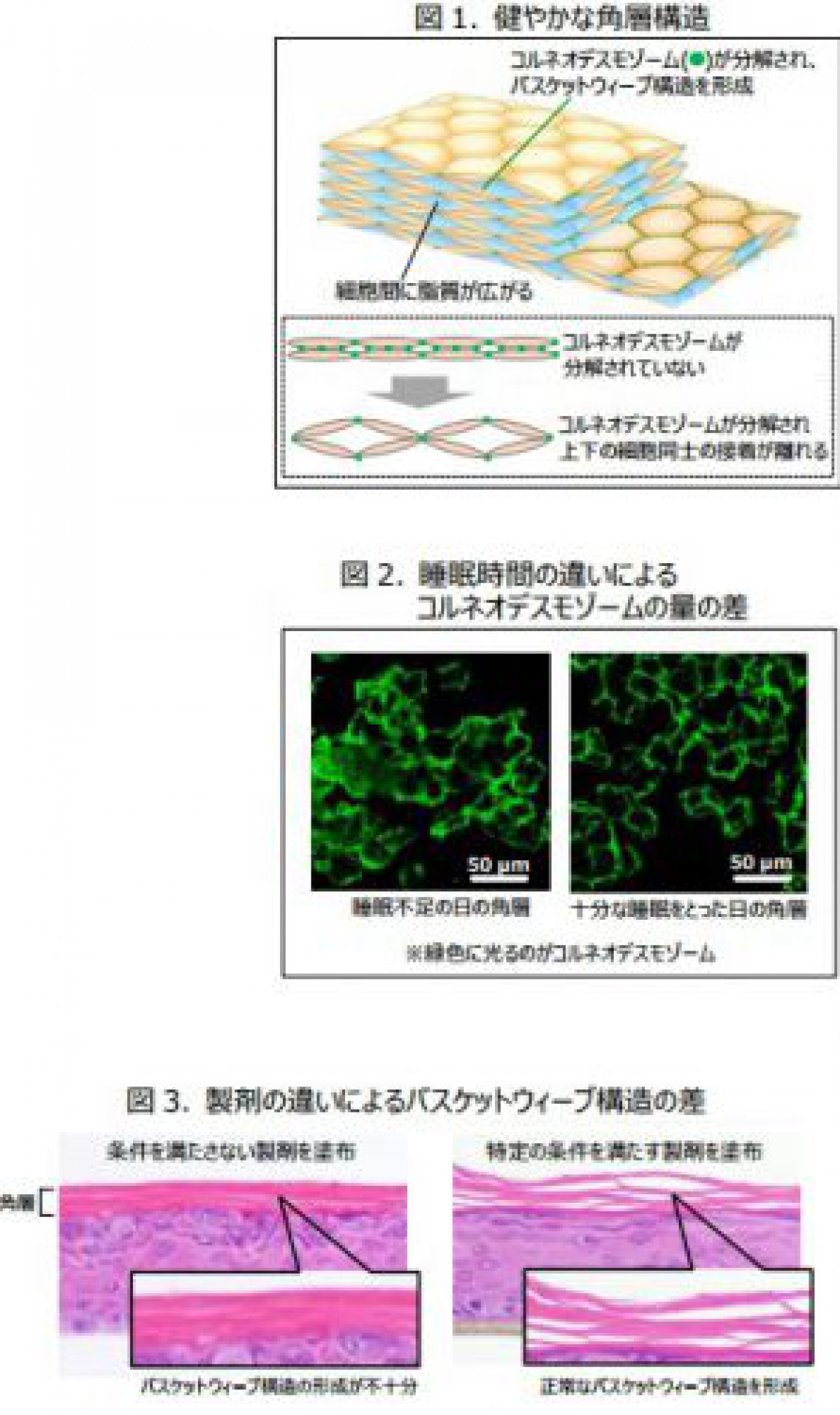 睡眠不足による肌あれの原因を解明/ポーラ化成工業