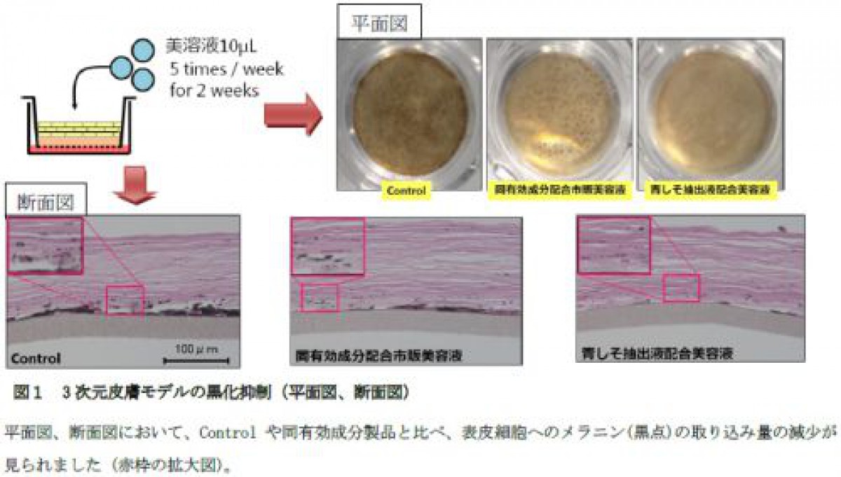 青しそ抽出液配合美容液によるヒト有用性評価について/バスクリン