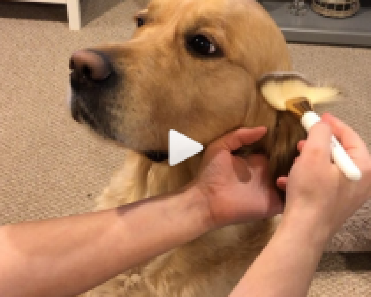 犬のメイク動画がインスタで話題！なぜかクセになる癒し系…