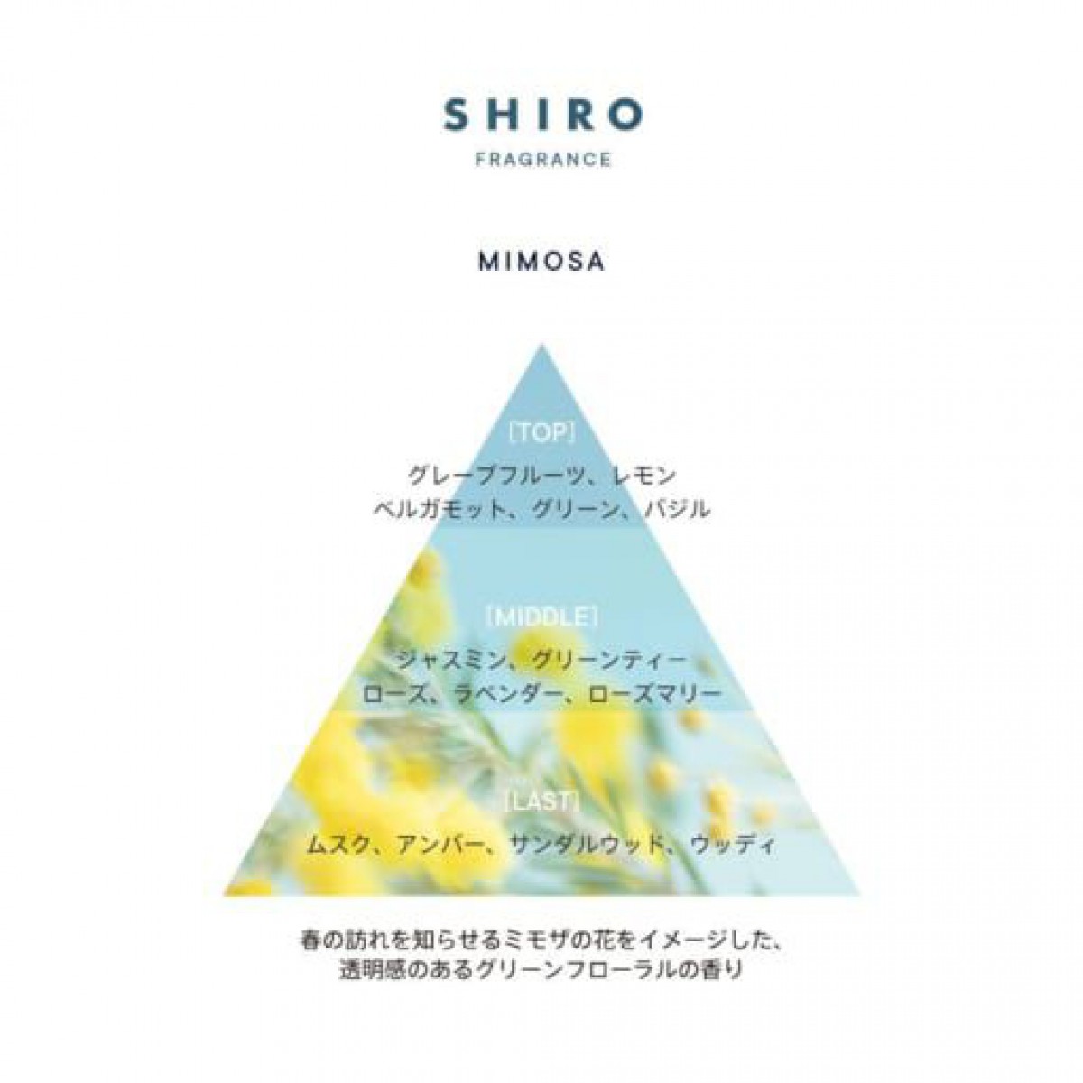 ヘアケアアイテム初登場【SHIRO】限定フレグランスシリーズに「ミモザ」が待望の復活